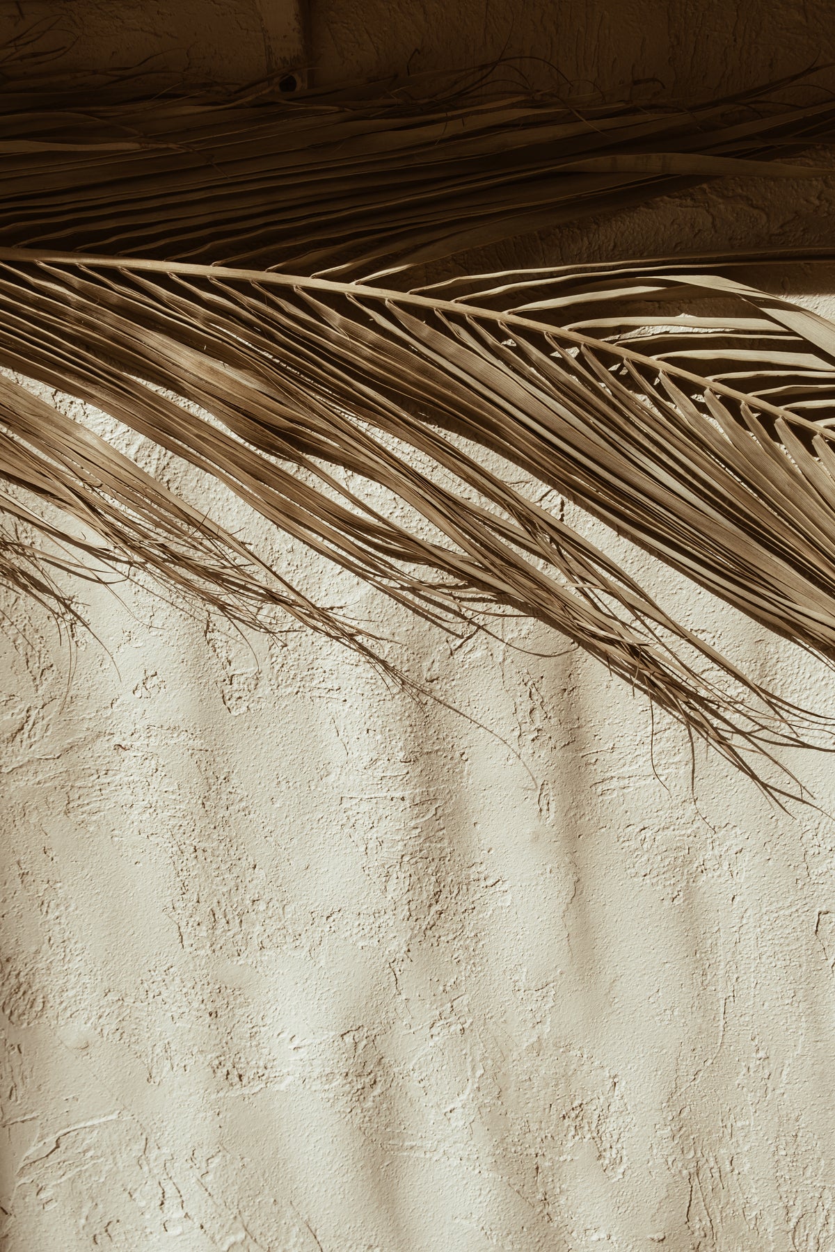 Poster Palmenblatt aus hochwertigem Papier